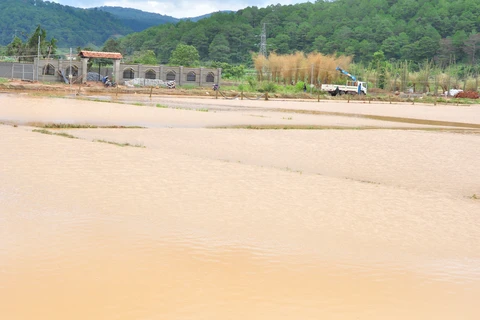 Mưa lũ gây ngập lụt, nhấn chìm hơn 100ha rau, hoa ở huyện Đức Trọng, tỉnh Lâm Đồng. (Ảnh: TTXVN phát)