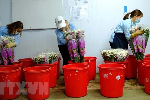 Quy trình xử lý sau thu hoạch ngâm cành hoa vào hoạt chất Glyphosate để tiệt mầm (theo quy định bắt buộc của Australia). (Ảnh: Nguyễn Dũng/TTXVN)
