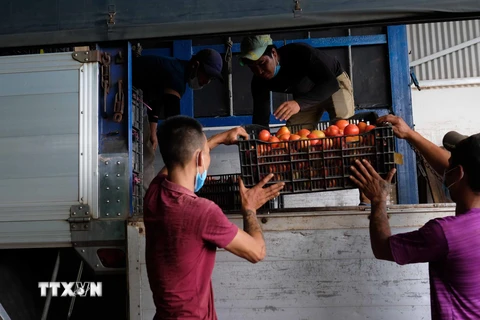 Nhân công tại một Hợp tác xã vận tải trên địa bàn huyện Đức Trọng xếp rau củ lên xe tải chuẩn bị chở đi thành phố Hồ Chí Minh. (Ảnh: Nguyễn Dũng/TTXVN)