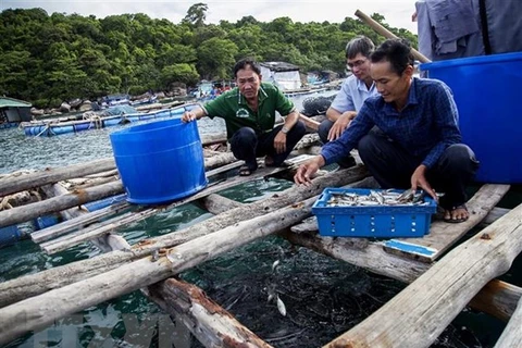 Ông Trần Văn Tân ở ấp Bãi Ngự, xã đảo Thổ Châu, Phú Quốc cho cá bớp ăn. (Ảnh: Hồng Đạt/TTXVN)
