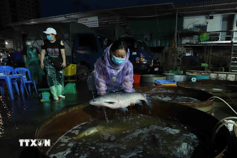 Tiểu thương chọn mua cá nước ngọt tại chợ đầu mối cá Sở Thượng. (Ảnh: Vũ Sinh/TTXVN) 