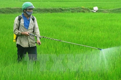 Nông dân phun thuốc trừ cỏ và sâu bệnh cho lúa. (Ảnh: Đoàn Hữu Trung/TTXVN) 