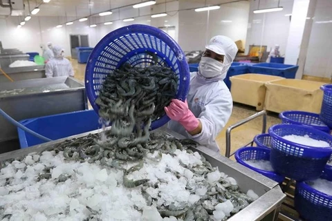 Vận chuyển tôm nguyên liệu vào nhà máy chế biến sản phẩm tôm xuất khẩu tại nhà máy của Tập đoàn Thủy sản Minh Phú tỉnh Cà Mau. (Ảnh: Vũ Sinh/TTXVN) 