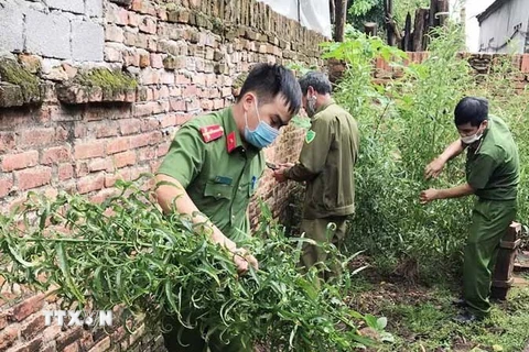 Lực lượng công an huyện Tam Dương, tỉnh Vĩnh Phúc tiến hành nhổ bỏ, thu giữ toàn bộ số cây cần sa trồng trái phép tại gia đình ông Nguyễn Văn Hội. (Ảnh: TTXVN phát)