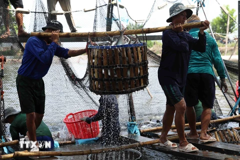 Thu hoạch cá tra cung cấp cho nhà máy chế biến phục vụ xuất khẩu tại hộ nông dân nuôi liên kết với doanh nghiệp ở xã Bình Hoà, huyện Châu Thành. (Ảnh: Phạm Hậu/TTXVN)