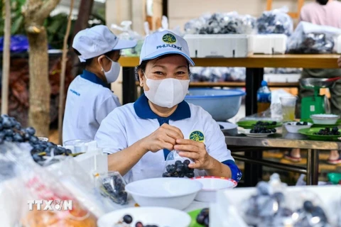 Các tình nguyện viên của Bếp ăn từ thiện Phú Long (huyện Nhà Bè) chuẩn bị các xuất ăn phát cho người dân khó khăn. (Ảnh: Hồng Giang/TTXVN)