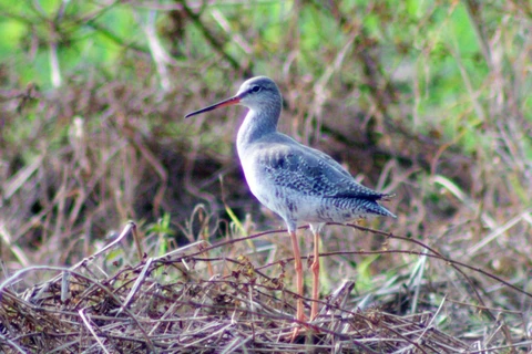Vườn quốc gia Xuân Thủy trong Khu Dự trữ Sinh quyển Thế giới Châu thổ sông Hồng ghi nhận trên 220 loài chim di cư và chim nước, đặc biệt có 09 loài được ghi trong sách Đỏ Thế giới 