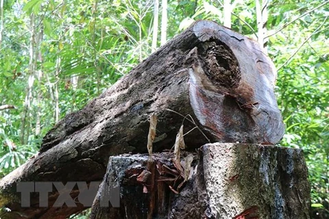Liên tiếp nhiều cây gỗ lớn bị chặt hạ ở Quảng Ngãi. (Ảnh: Sỹ Thắng/TTXVN)