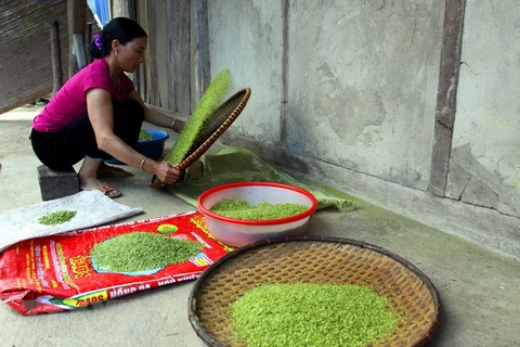 Sau khi giã, cốm Tú Lệ được đem sàng, sẩy để làm sạch trấu, kết thúc quy trình làm cốm. (Ảnh: Thế Duyệt/TTXVN)