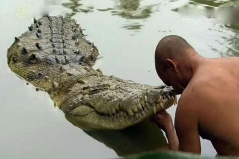 Cá sấu ở ngôi đền Sri Ananthapura. (Nguồn: odditycentral.com)