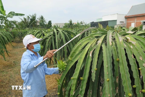 Ông Nguyễn Văn Vĩnh ở ấp Long Thành, xã Long Trì (Châu Thành, Long An) đã ứng dụng công nghệ cao vào trồng thanh long cho hiệu quả kinh tế. (Ảnh: Minh Hưng/TTXVN)