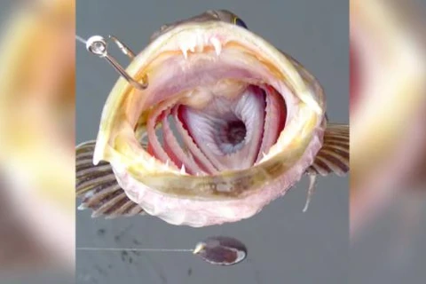 Miệng cá mú bông Thái Bình Dương chứa đầy răng. (Nguồn: Getty)