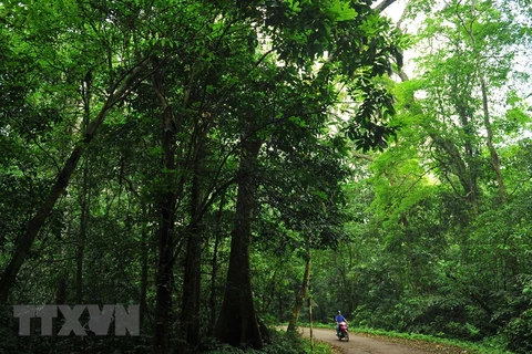 Hệ thực vật phong phú đa dạng mang đặc trưng rừng mưa nhiệt đới tại Vườn quốc gia Cúc Phương. (Ảnh: Minh Đức/TTXVN) 