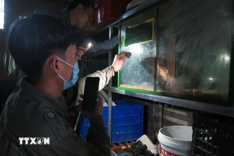 Nhân viên cứu hộ Vườn Quốc gia Pù Mát (Nghệ An) chăm sóc rắn hổ mang chúa do Công an xã Chi Khê (huyện Con Cuông, Nghệ An) phát hiện, bắt giữ đem về cứu hộ tại vườn. (Ảnh: TTXVN/phát) 
