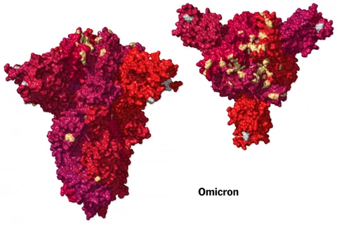Đột biến trong protein gai của biến thể Omicron. (Ảnh: New York Times)