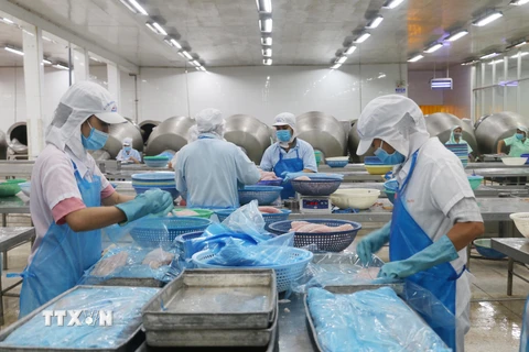 Dây chuyền chế biến cá tra tại Công ty cổ phần Xuất nhập khẩu thủy sản An Giang. (Ảnh: Công Mạo/TTXVN)