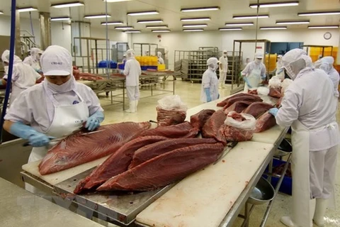 Chế biến cá ngừ xuất khẩu. (Nguồn: TTXVN)