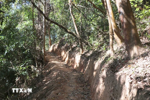 Con đường dài hàng trăm mét được mở trong rừng đặc dụng. (Ảnh: TTXVN)