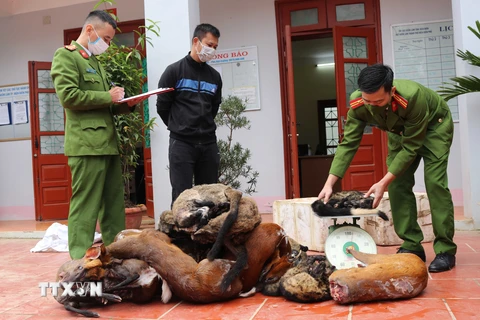 Cơ quan chức năng kiểm đếm số tang vật động vật hoang dã trong vụ tàng trữ lâm sản trái pháp luật, phát hiện ngày 16/12/2021. (Ảnh: TTXVN phát)