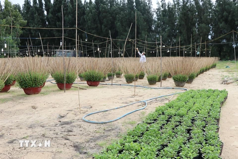 Do ảnh hưởng của thiên tai và dịch COVID-19 nông dân trồng hoa cúc ở Phú Yên đã bỏ đất trống không trồng, giảm gần một nửa sản lượng so với các năm trước. (Ảnh: Phạm Cường/TTXVN)