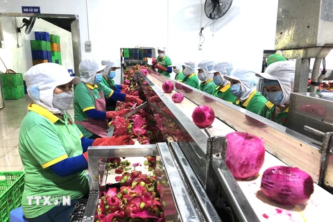 Quy trình sản xuất rất nghiêm ngặt từ khâu nhập nguyên liệu cho đến chế biến thanh long tại Công ty Cổ phần Công nghệ thực phẩm Lương Gia. (Ảnh: Nguyễn Văn Việt/TTXVN) 