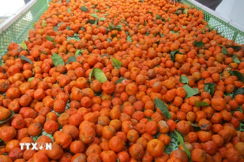 Quả quýt Hoi trồng tại huyện Bá Thước, tỉnh Thanh Hóa. (Ảnh: Nguyễn Nam/TTXVN)