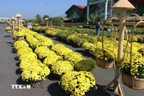 Cúc mâm xôi được bày bán tại trung tâm hoa kiểng Sa Đéc. (Ảnh : Nguyễn Văn Trí/TTXVN)