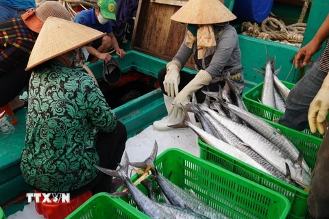 Tàu cá của ngư dân phường 5, thành phố Vũng Tàu, cập cảng Bến Đá chuyến biển cuối năm đầy ắp cá. (Ảnh: Hoàng Nhị/TTXVN).