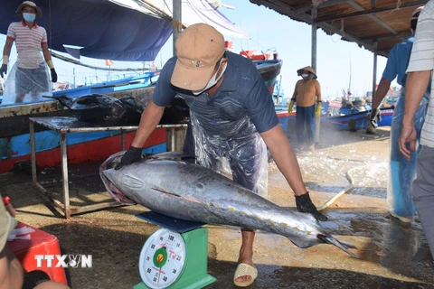 Thương lái đến cảng Tam Quan thu mua cá ngừ đại dương với giá cao hơn năm ngoái. (Ảnh: Tường Quân/TTXVN)