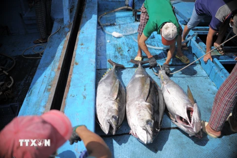 Khánh Hòa: Ngư dân trúng vụ cá Bắc sau chuyến đi biển xuyên Tết