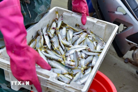 Mặc dù năm nay sản lượng không cao, nhưng bù lại giá cá tăng cao nên ngư dân rất phấn khởi sau mỗi chuyến vươn khơi. (Ảnh: Khiếu Tư/TTXVN)