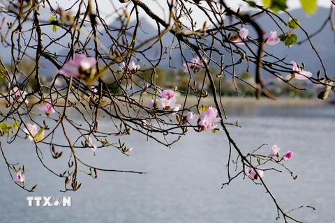 Những cành hoa nở rực rỡ tinh khôi, đẹp thuần khiết khiến bất kỳ ai không thể hững hờ với hoa ban. (Ảnh: Quý Trung/TTXVN) 