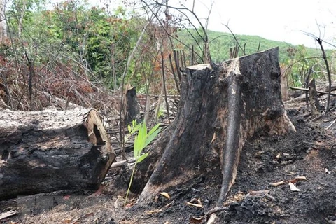 Những gốc cây rừng tự nhiên có chức năng phòng hộ khu vực suối Sĩ, thôn Tân Thành, xã Sơn Hội, huyện Sơn Hòa bị đốn trụi để trồng cây keo. (Ảnh: Phạm Cường/TTXVN) 