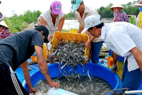 Cà Mau: Giá cá kèo tăng cao chưa từng có, người nuôi phấn khởi