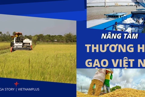 [Mega Story] Nâng tầm thương hiệu gạo Việt Nam trên thế giới