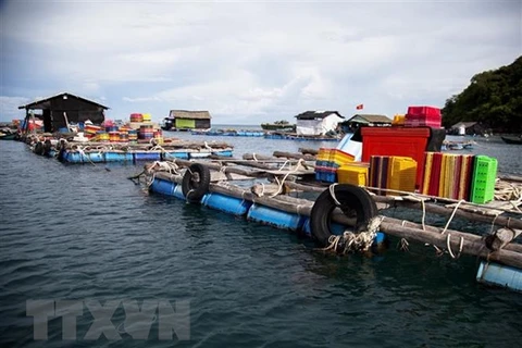 Mô hình nuôi cá lồng bè ở xã đảo Thổ Châu, thành phố Phú Quốc, tỉnh Kiên Giang. (Ảnh: Hồng Đạt/TTXVN)
