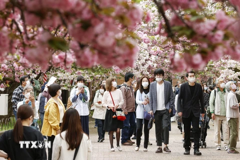 Người dân ngắm hoa anh đào nở rộ tại Osaka, Nhật Bản, ngày 13/4. (Ảnh: Kyodo/TTXVN)