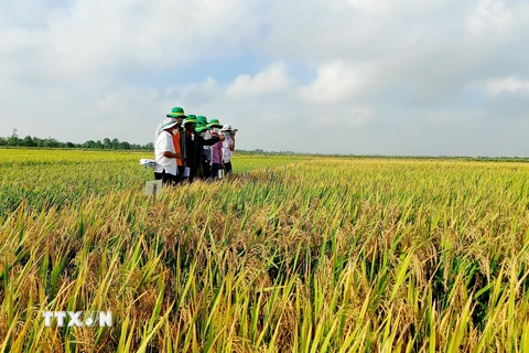 Ảnh minh họa. (Nguồn: TTXVN)