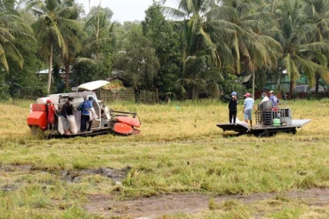 Thu hoạch lúa ở xã Long Thạnh, huyện Giồng Riềng. (Ảnh: Lê Huy Hải/TTXVN) 
