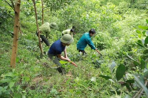 Ảnh minh họa. (Ảnh: Vũ Sinh/TTXVN)