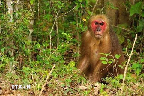 Khỉ mặt đỏ (Macaca arctoides) tại Vườn quốc gia Bến En, Thanh Hóa. (Ảnh: Nguyễn Nam/TTXVN)