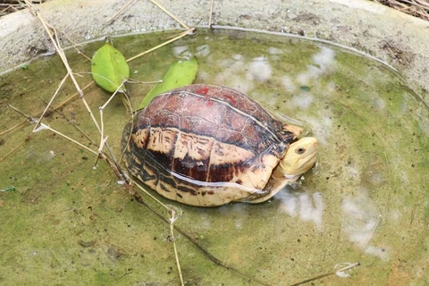 Một cá thể rùa tại khu cách ly của Trung tâm cứu hộ, bảo tồn và phát triển sinh vật Cúc Phương thuộc Vườn Quốc gia Cúc Phương ở huyện Nho Quan, tỉnh Ninh Bình. (Ảnh: Đức Phương/TTXVN) 
