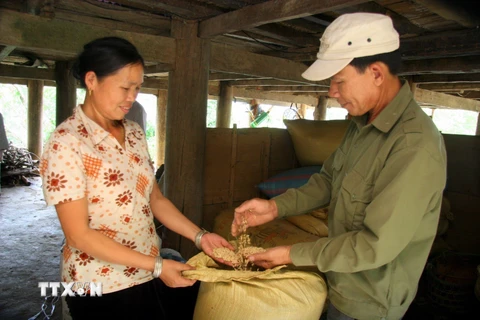 Đặc sản gạo Séng cù là sản phẩm OCOP 4 sao của tỉnh Lai Châu. (Ảnh: Nguyễn Oanh/TTXVN)