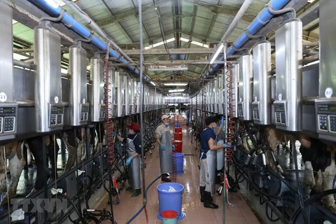 Dây chuyền vắt sữa bò tại Trang trại bò sữa Vinamilk tại xã Nhơn Tân, huyện An Nhơn, tỉnh Bình Định. (Ảnh: Vũ Sinh/TTXVN) 