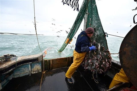 Ngư dân đánh cá ngoài khơi bờ biển phía Đông Nam nước Anh. (Ảnh: AFP/TTXVN)