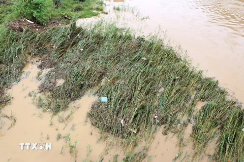 Lũ lên nhanh làm ngập úng rau màu của người dân ven sông đoạn chảy qua thành phố Lào Cai. (Ảnh: Quốc Khánh/TTXVN) 