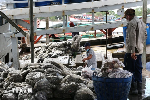 Vận chuyển sản phẩm khai thác thủy sản tại các vựa cá ở thị trấn Gành Hào, huyện Đông Hải (Bạc Liêu). (Ảnh: Tuấn Kiệt/TTXVN) 