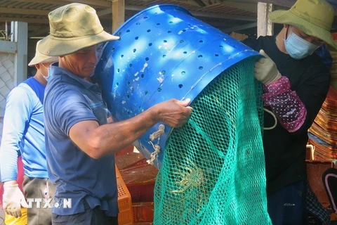 Người dân ở phường Xuân Thành, thị xã Sông Cầu (Phú Yên) xuất bán tôm hùm. (Ảnh: Xuân Triệu/TTXVN) 