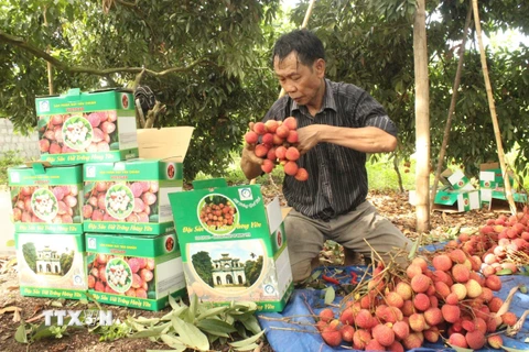 Người dân xã Phan Sào Nam, huyện Phù Cừ đóng hộp vải trứng đưa đi tiêu thụ. (Ảnh: Mai Ngoan/TTXVN)