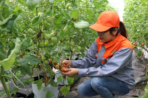 Chị Nguyễn Thị Trâm bên những luống cà chua trồng trong hệ thống nhà màng. (Nguồn: baobacninh)